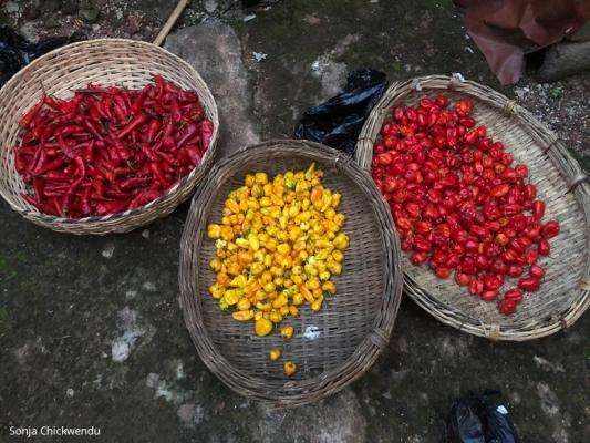 erschiedene Chili-/Pfeffersorten, wichtiger Bestandteil der nigerianischen Küche / DAHW