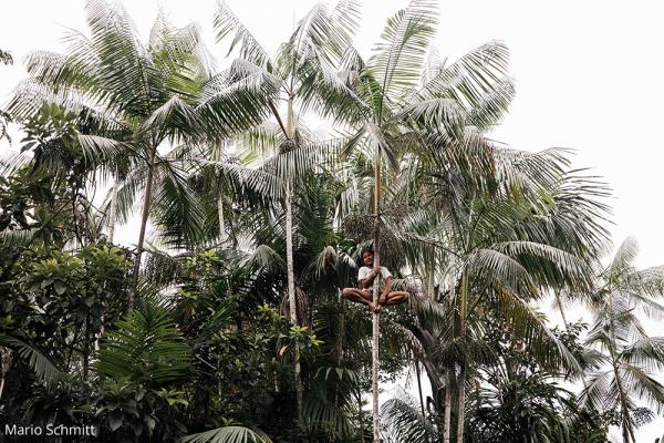 Palmen hoch klettern zu können ist ein wichtige Fähigkeit. / DAHW